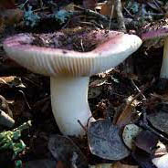 RUSSULAS