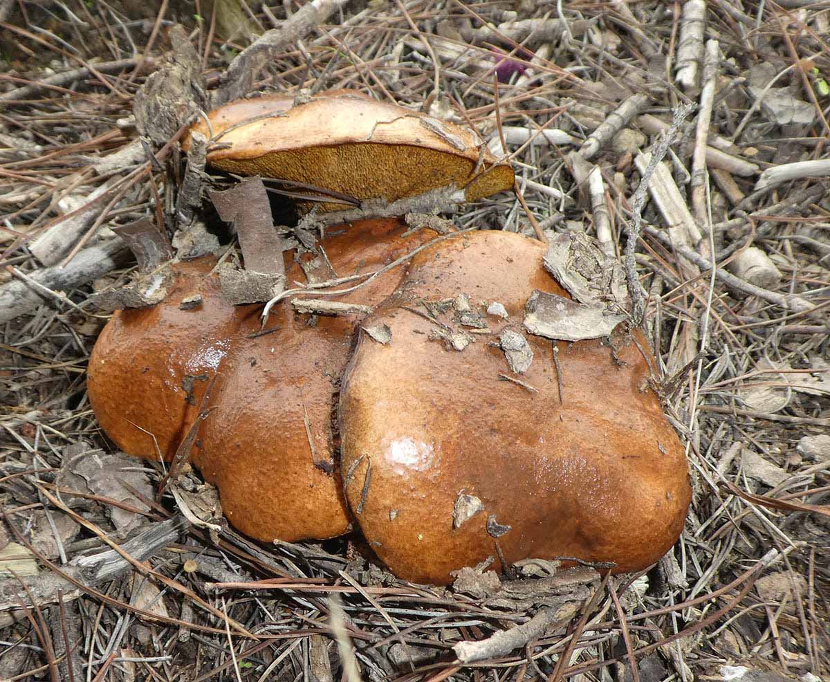 Suillus Bellini