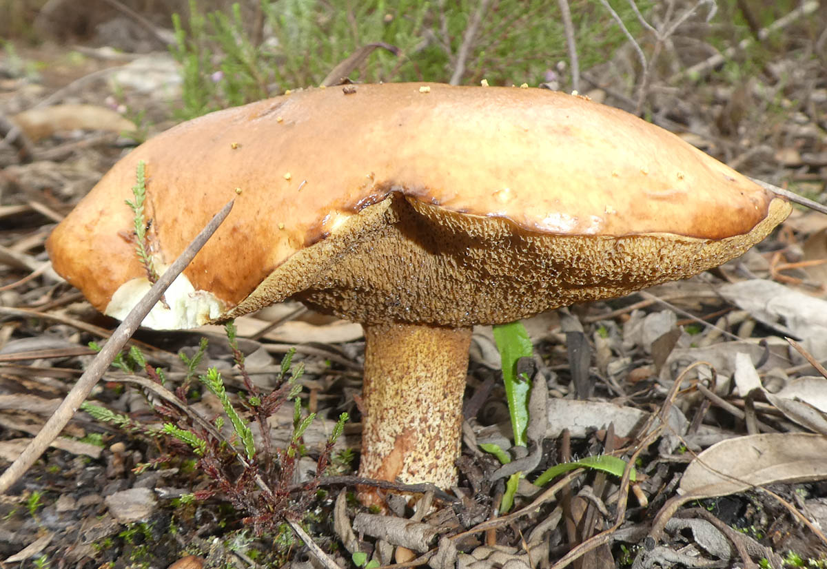 Suillus Bellini