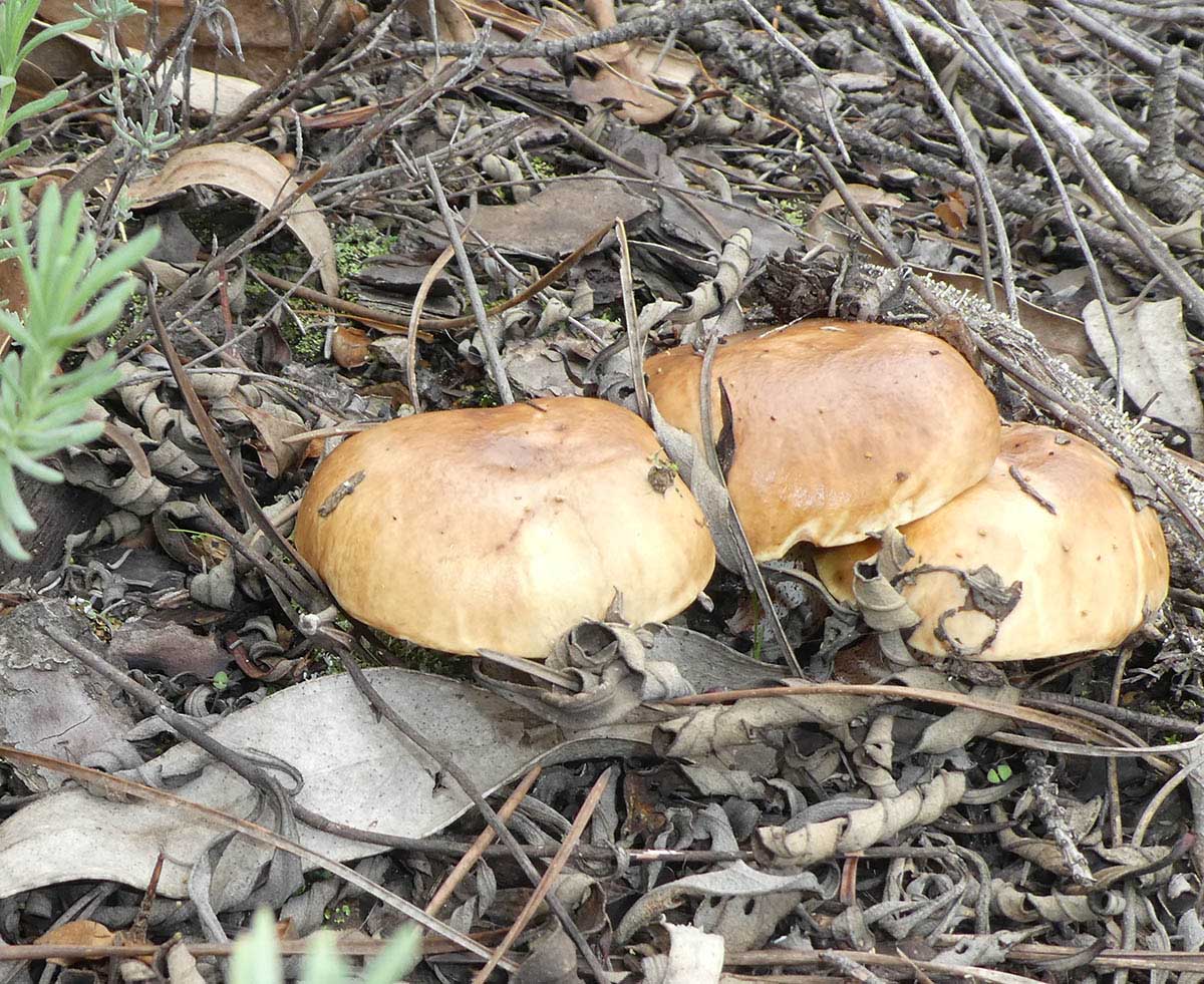 Suillus Bellini