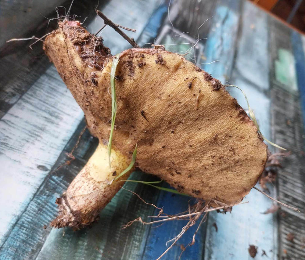 Suillus Bellini