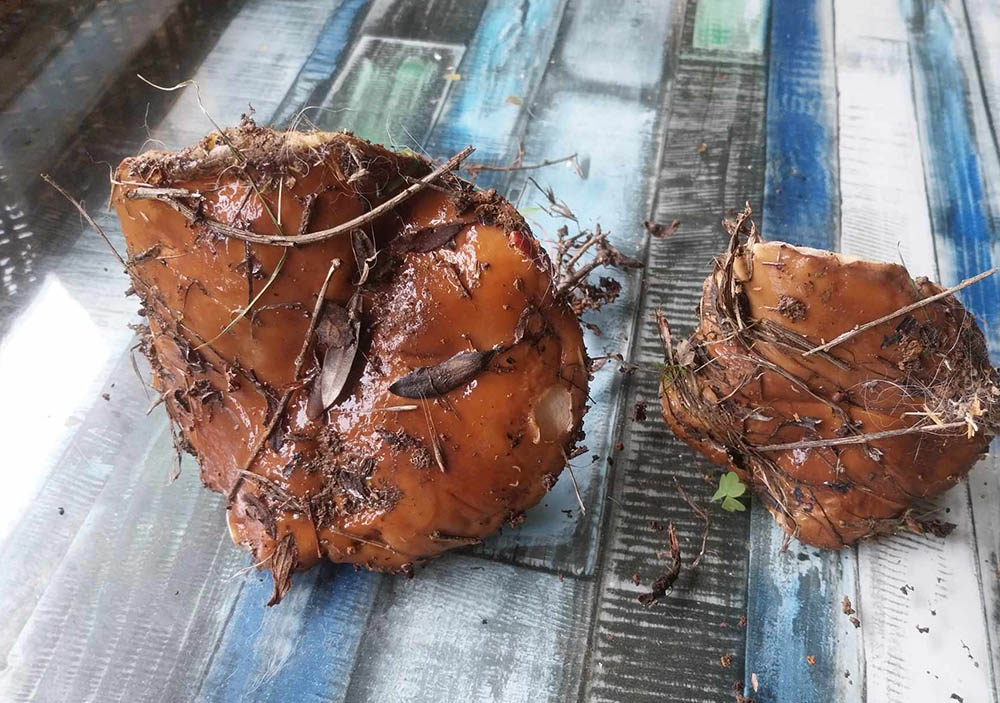 Suillus Bellini
