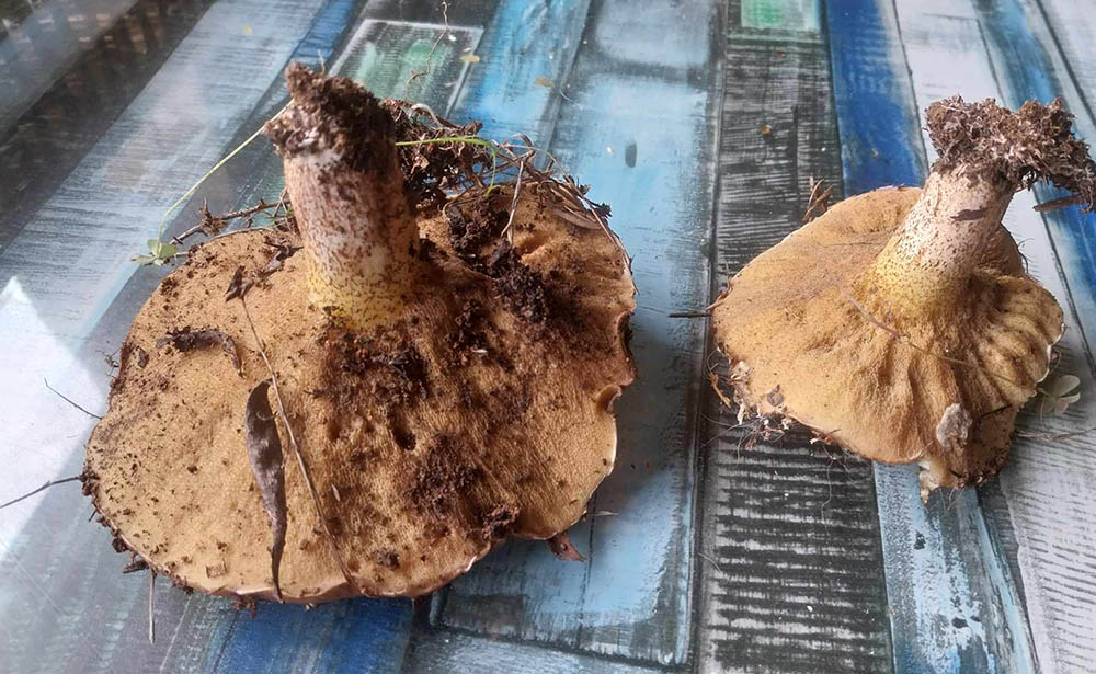 Suillus Bellini