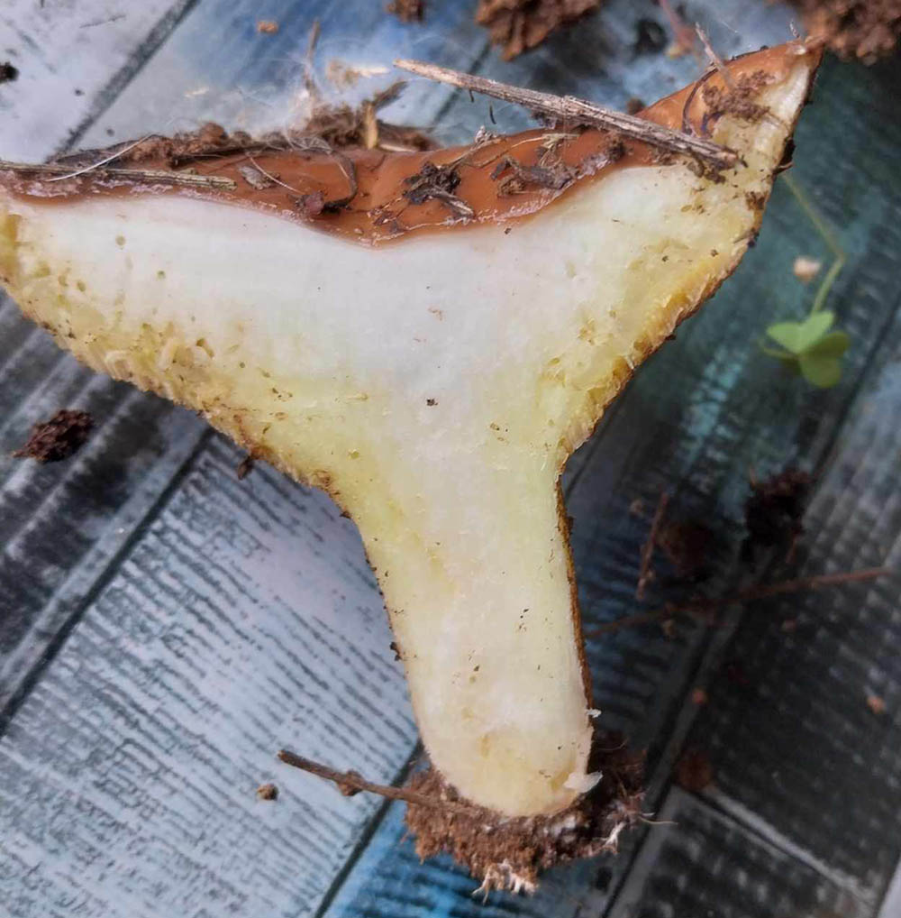 Suillus Bellini