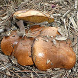 SUILLUS BELLINI