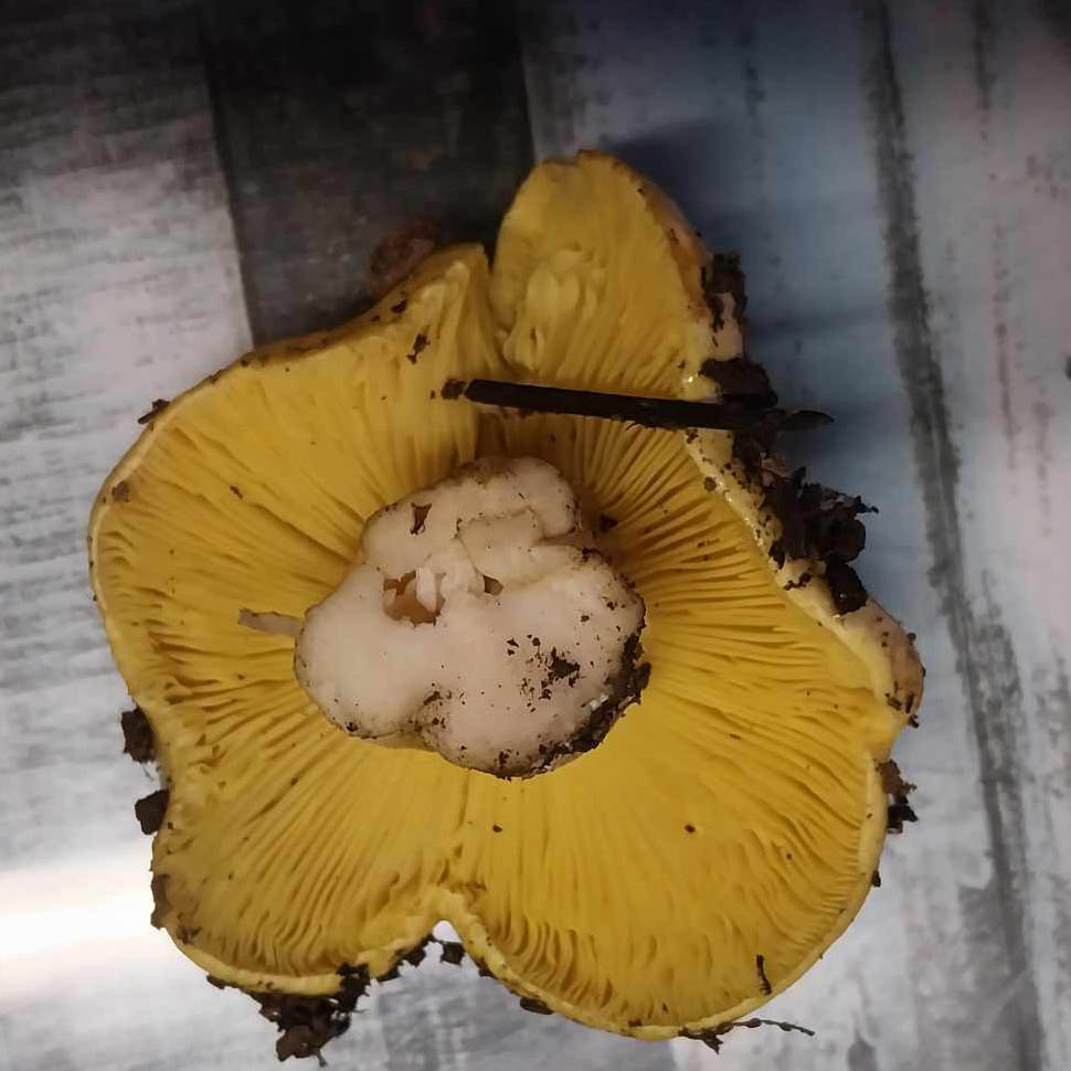 Cogumelo Míscaro Amarelo