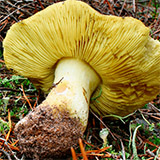 Míscaro Amarelo