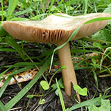 VOLVOPLUTEUS GLOIOCEPHALUS
