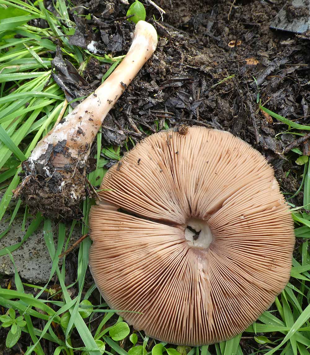 Volvopluteus gloiocephalus