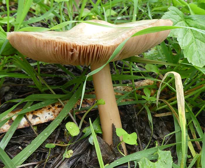 Volvopluteus gloiocephalus