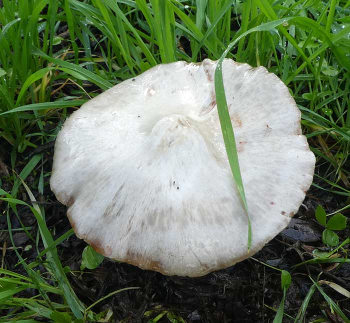 Volvopluteus gloiocephalus