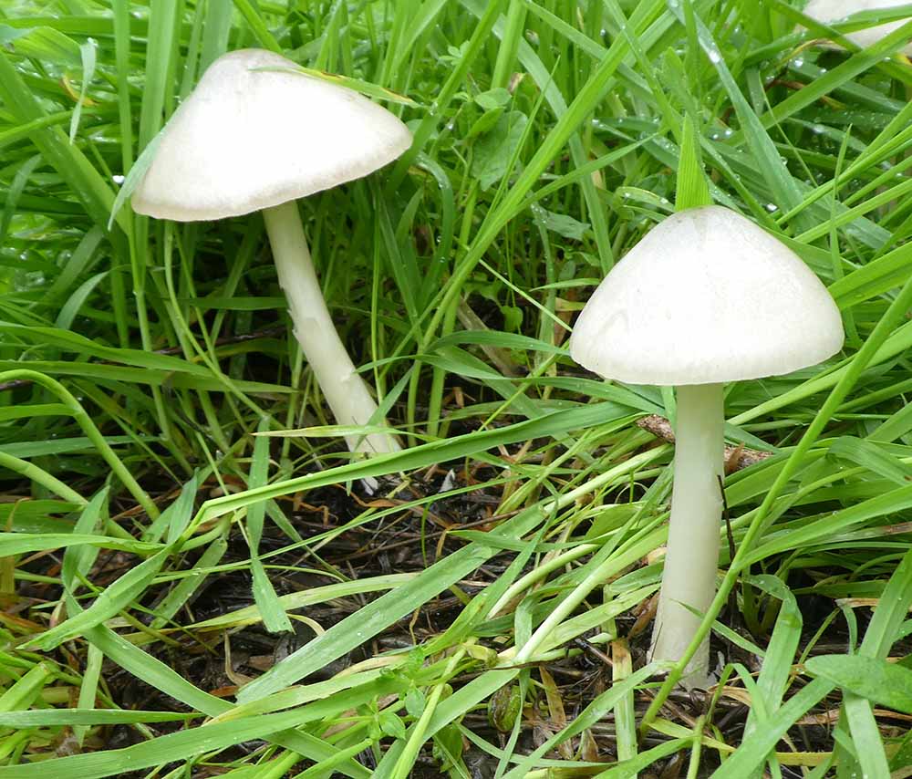 Volvopluteus gloiocephalus