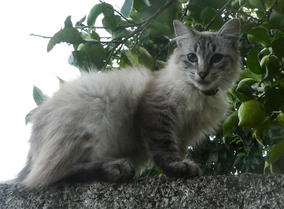 A gata Ria