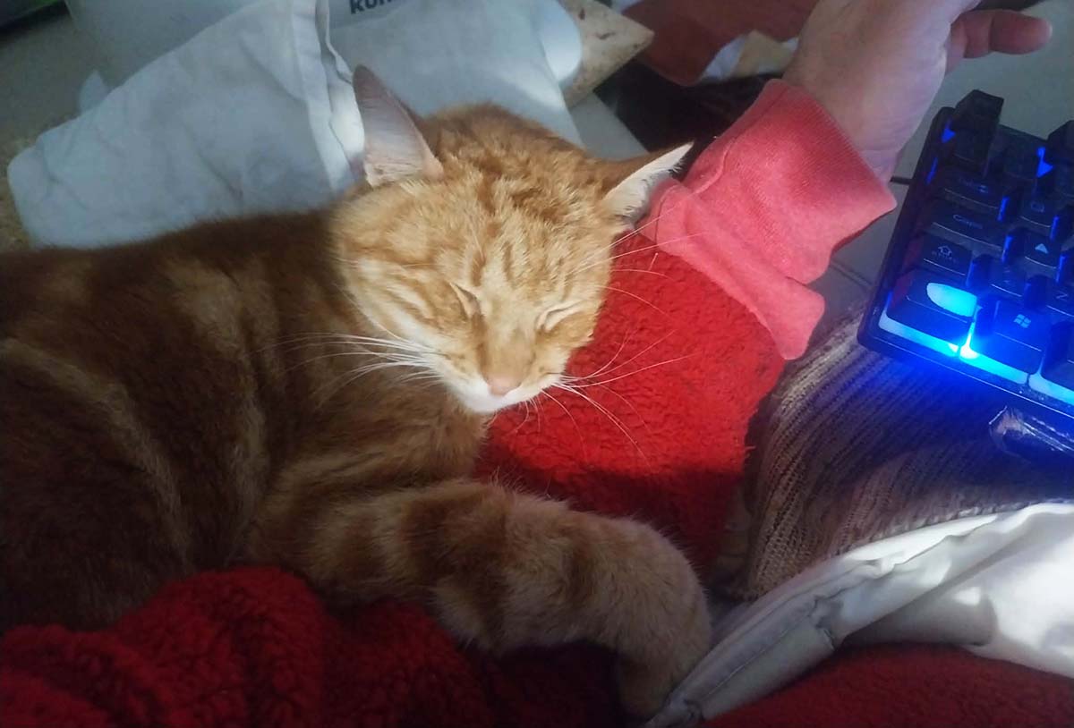 Binico, o meu Laranjinha