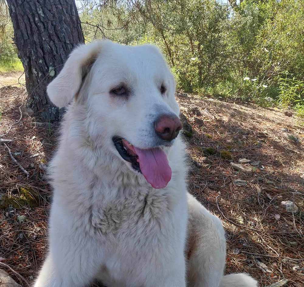 Criadores Profissionais de raças de cães