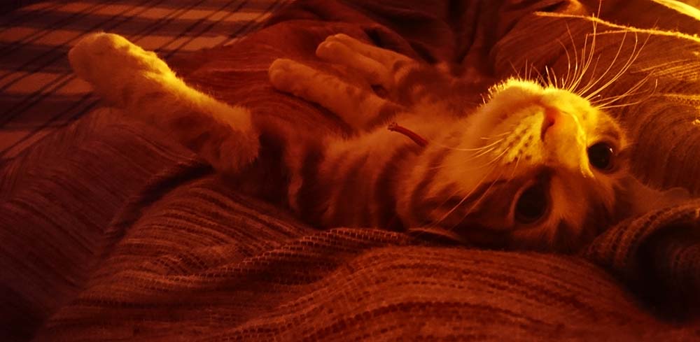 O meu gatinho laranja, o Binico