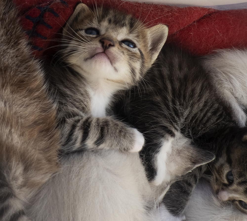 O problema de oferecer animais