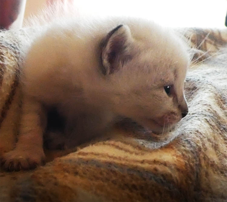 Página do gatinho ABBAS