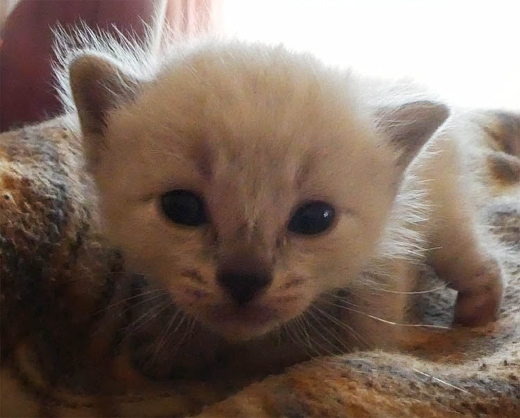 Gato sem uma patinha