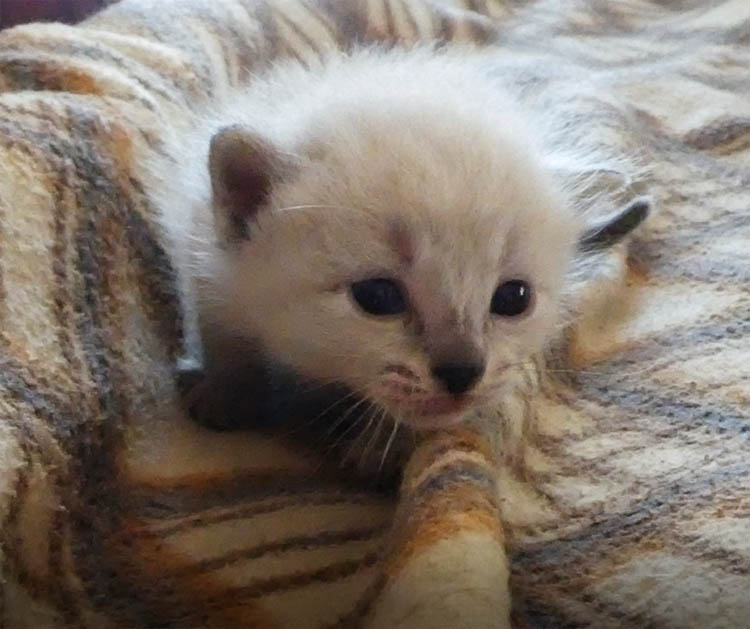 O gatinho mais incrivel que tive