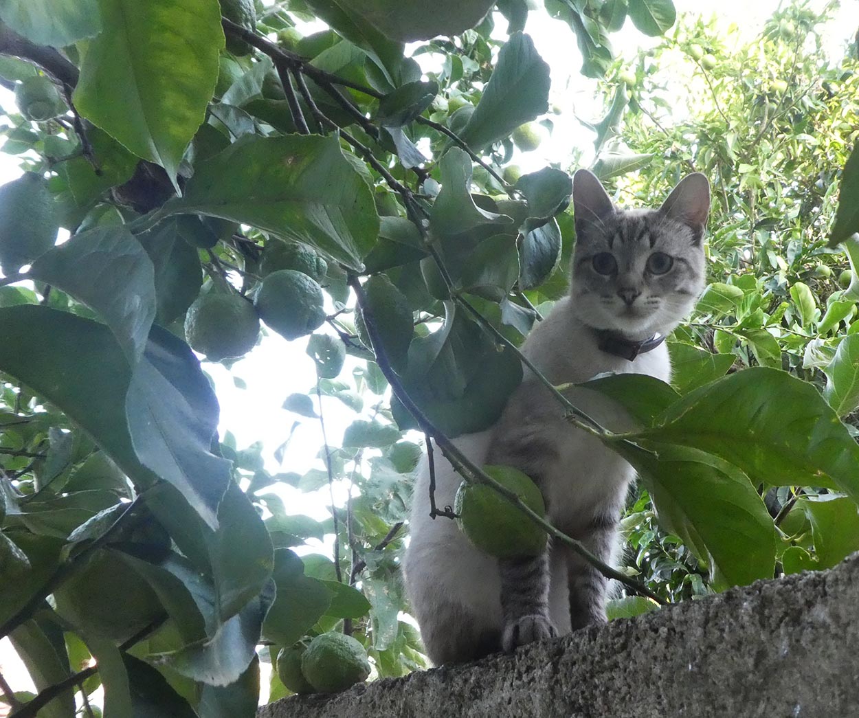 o gato de nome Bitas