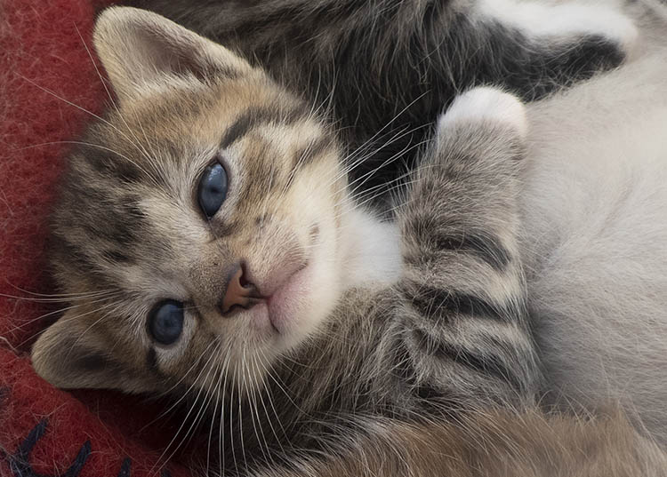 BIBA, gatinho femea da ninhada da Ria (24 dias)