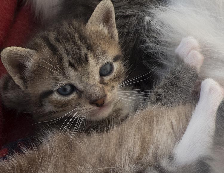 BIBA, gatinho femea da ninhada da Ria (24 dias)