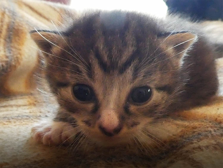Waris, gatinho femea da ninhada da Ria