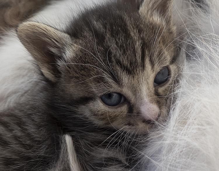 Waris, gatinho femea da ninhada da Ria (24 dias)