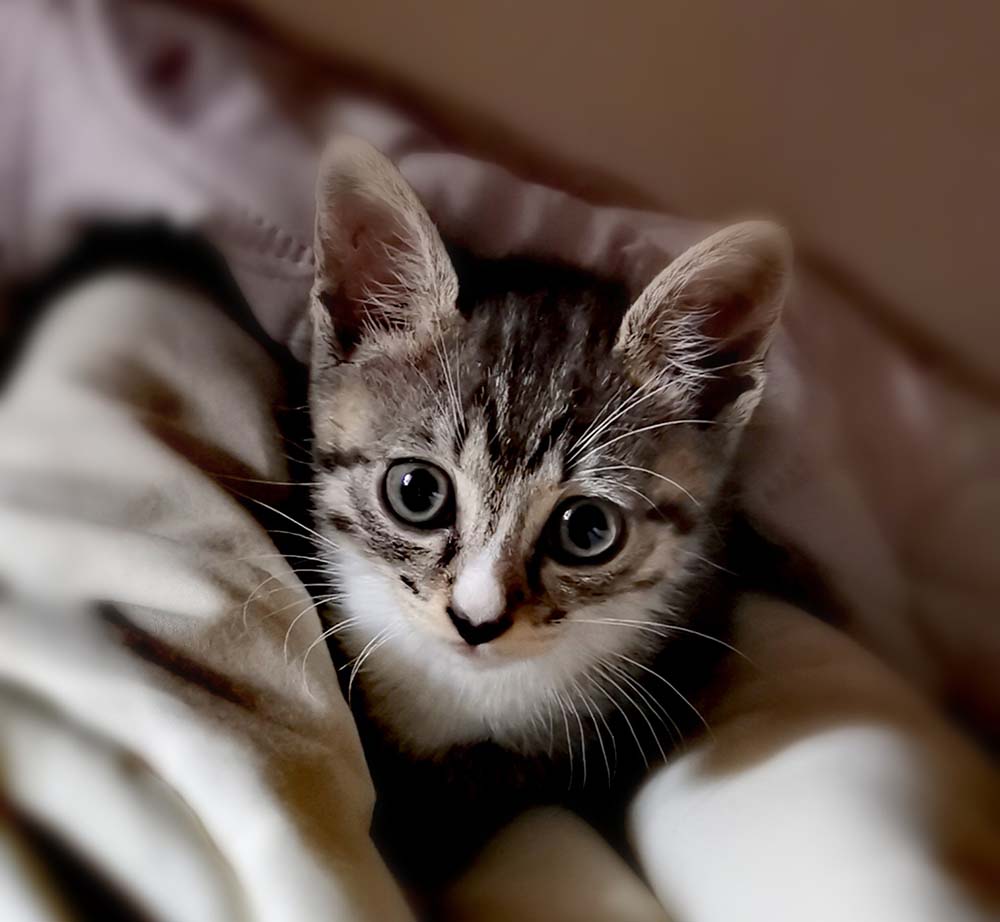 Matiz, gatinho macho da ninhada da Ria