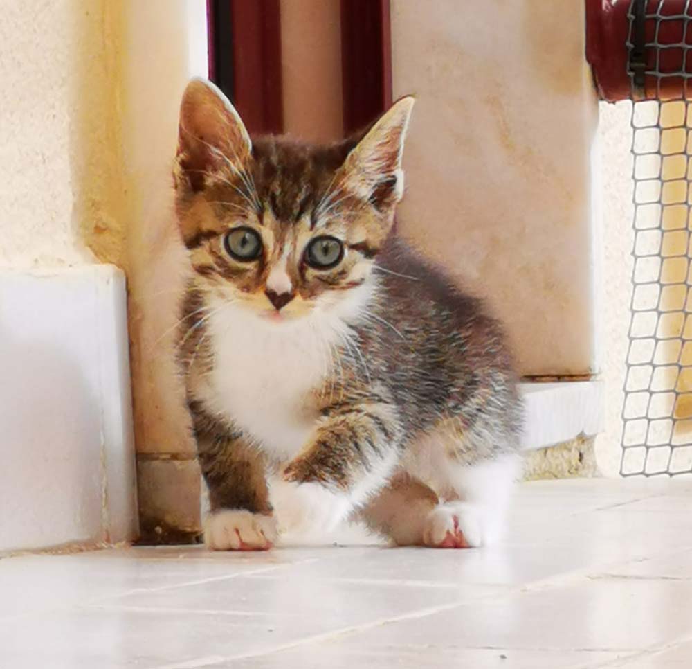 Matiz, gatinho macho da ninhada da Ria