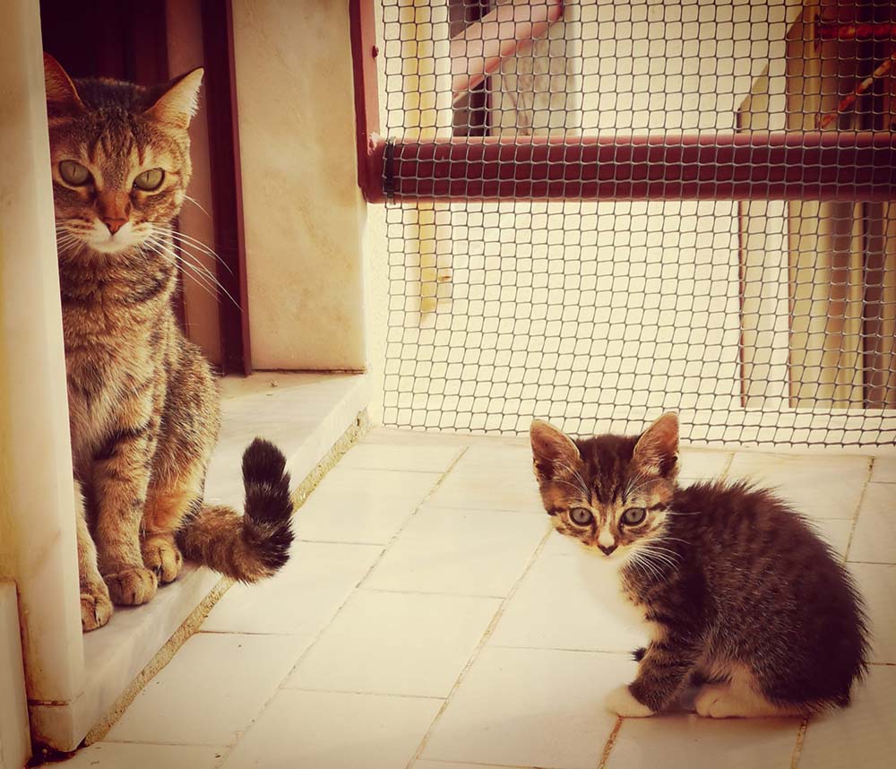 Matiz, gatinho macho da ninhada da Ria