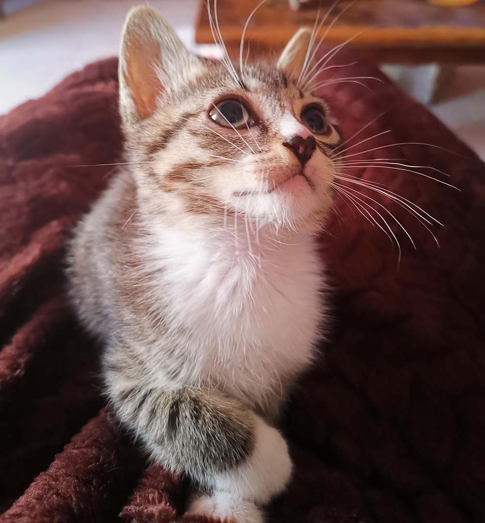 Matiz, gatinho macho da ninhada da Ria