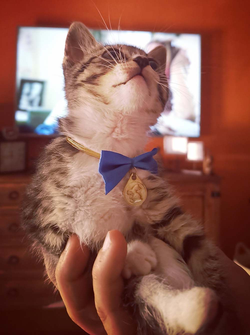 Matiz, gatinho macho da ninhada da Ria