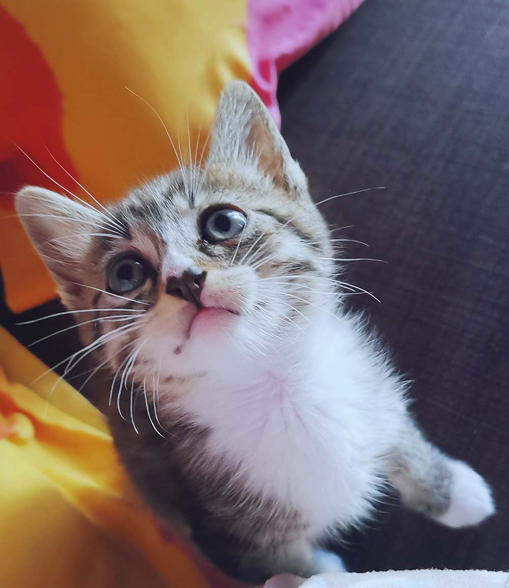Matiz, gatinho macho da ninhada da Ria