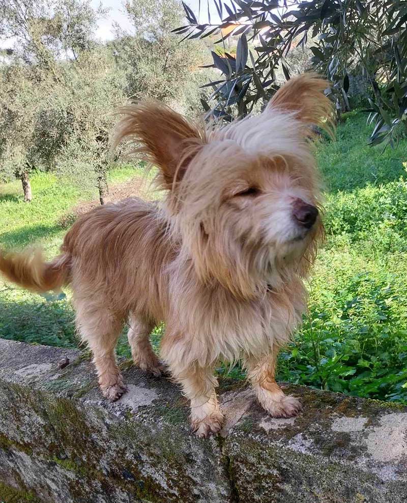 O cãozinho problemático