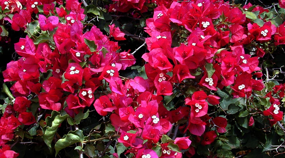 Planta Bougainville