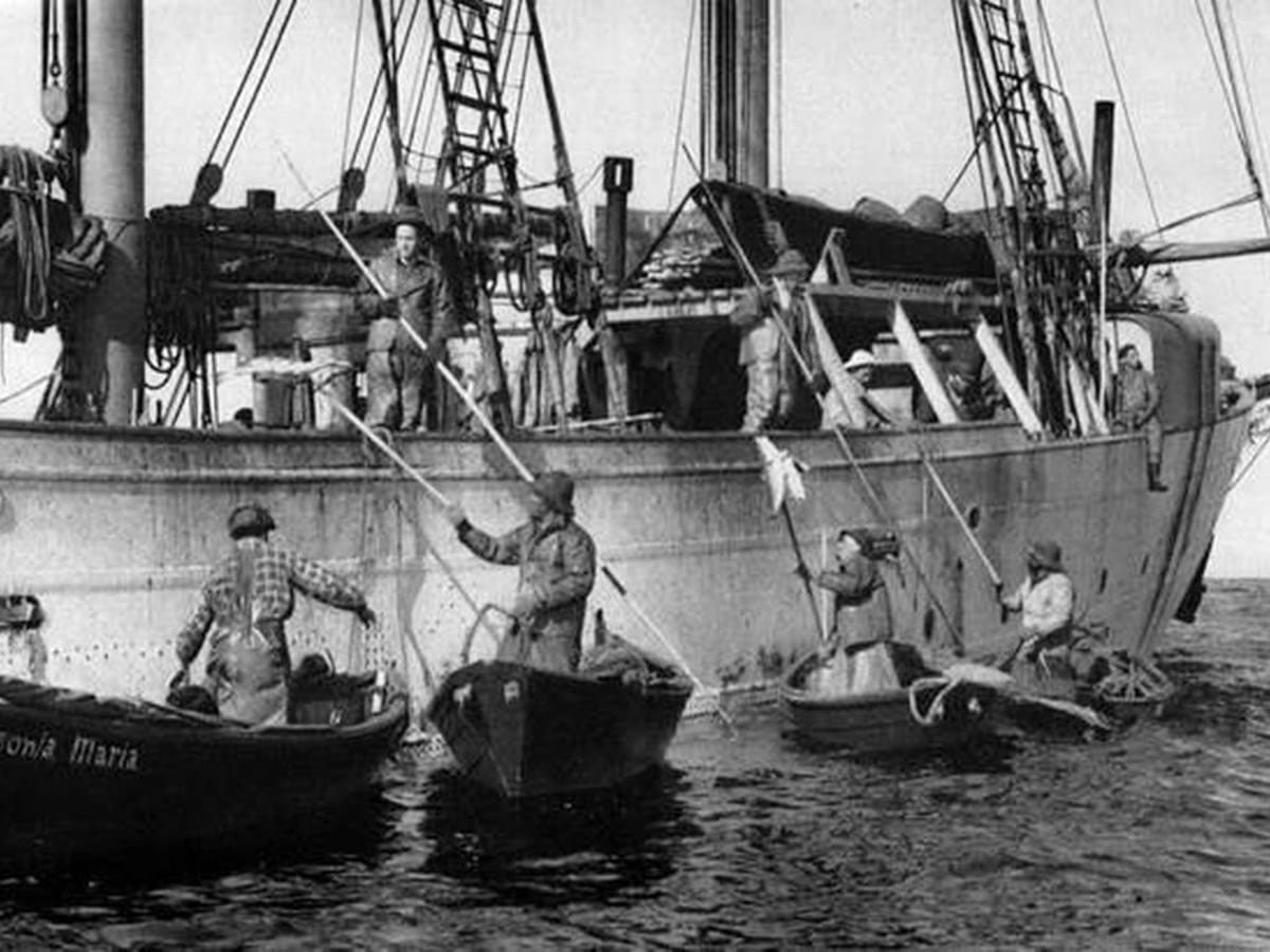 Pesca do bacalhau no Ártico
