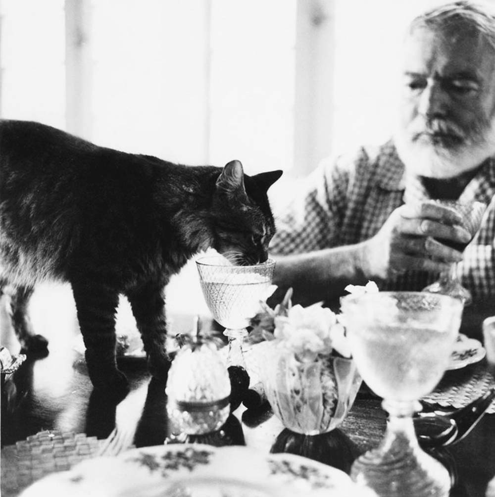 Hemingway e os animais