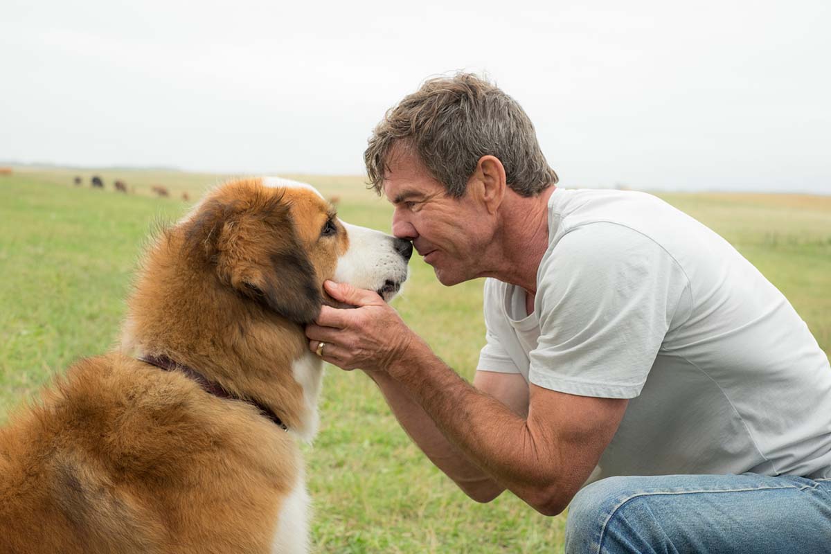 Filme 'Juntos para Sempre' (A Dog's Purpose) sobre reencarnação animal