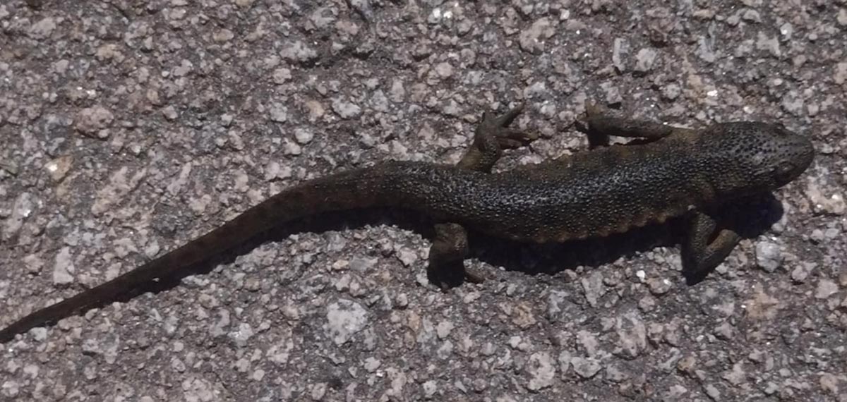 Salamandra de Costelas Salientes