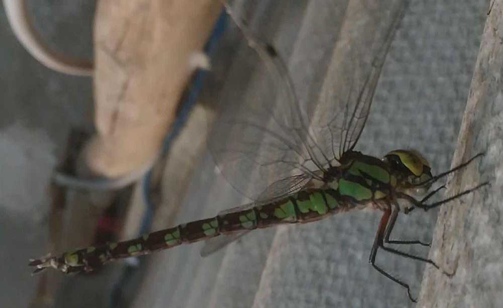 Animais avistados em Castelo Branco