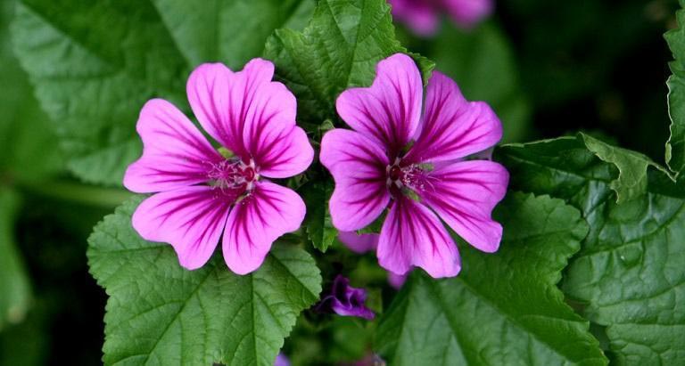 Planta Betadine