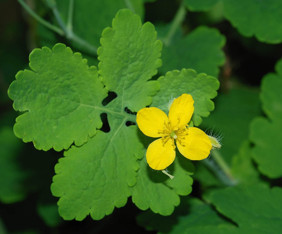 Planta Betadine