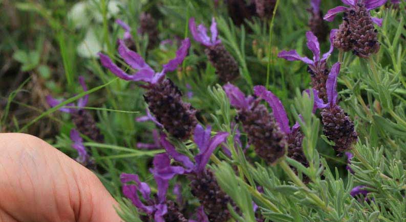 Plantas Silvestres em Castelo Branco