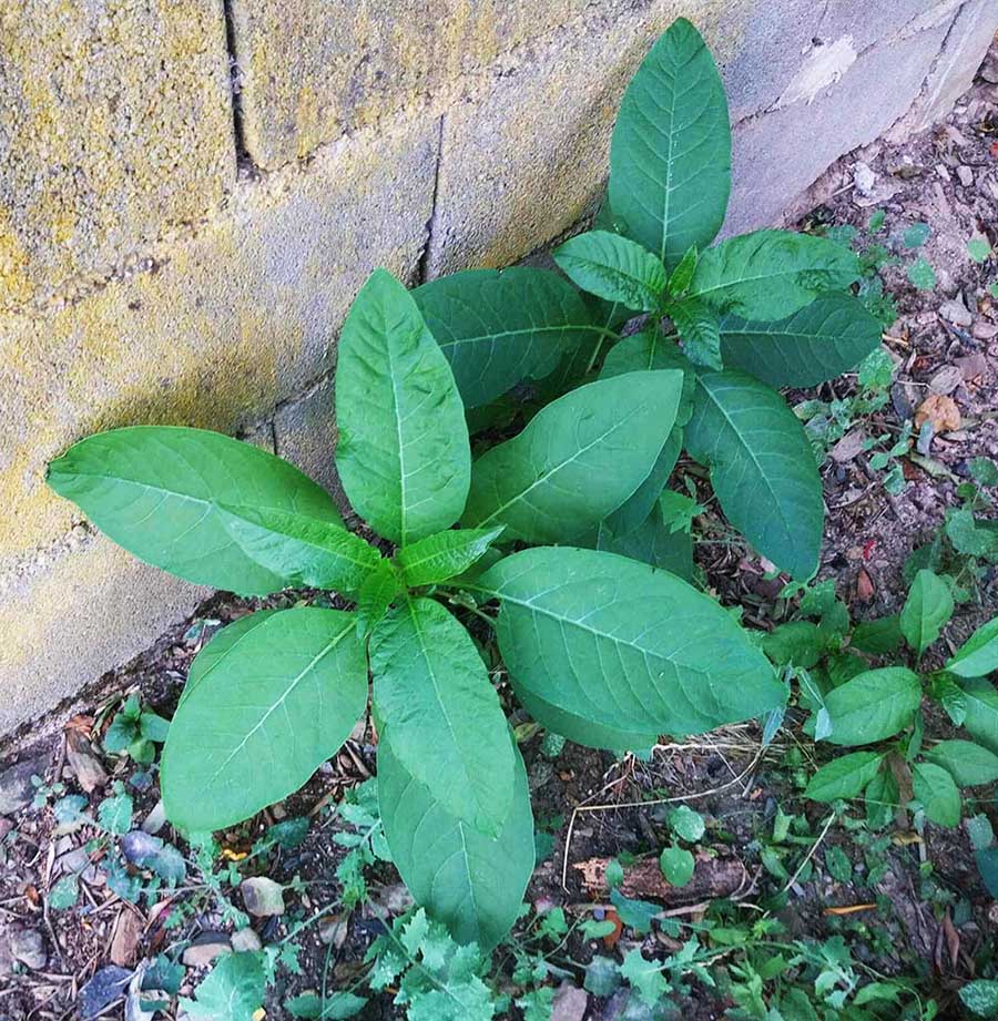 A planta Beladona
