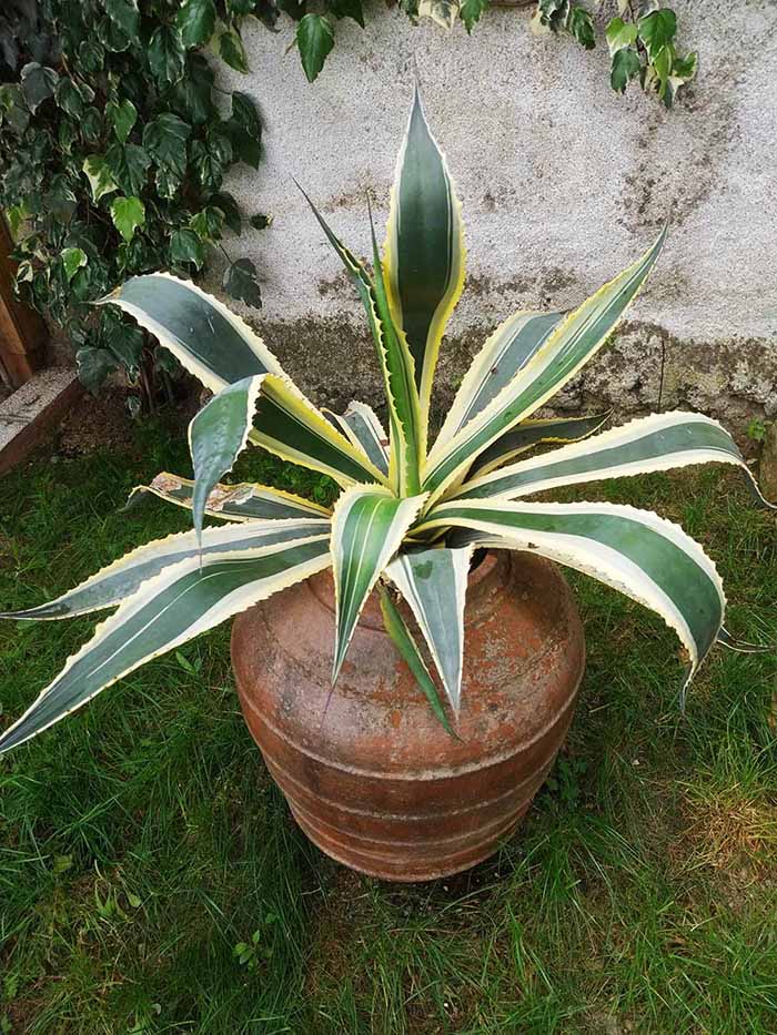 Agave Americana