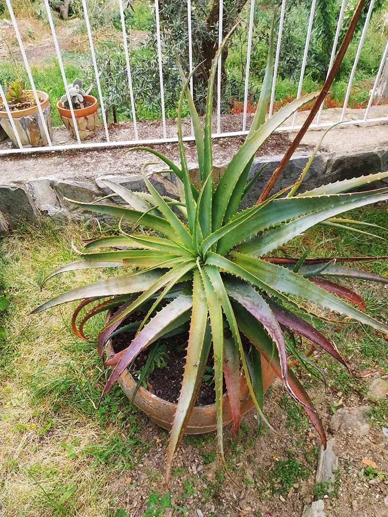 Aloe Vera