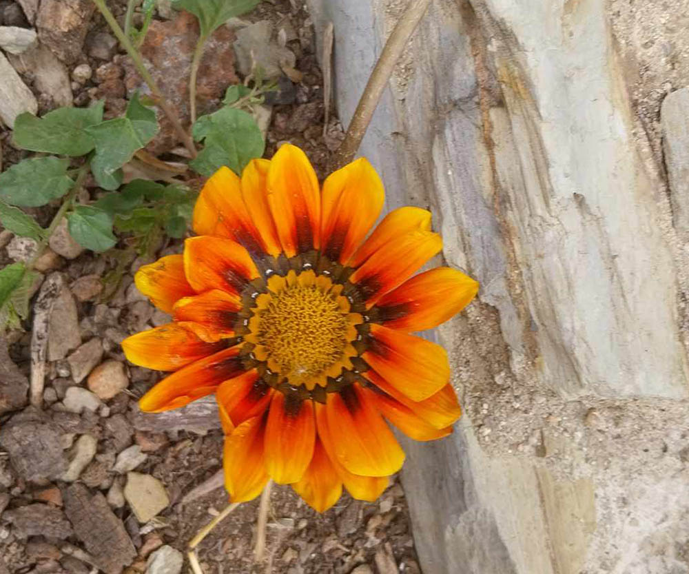 Gazania