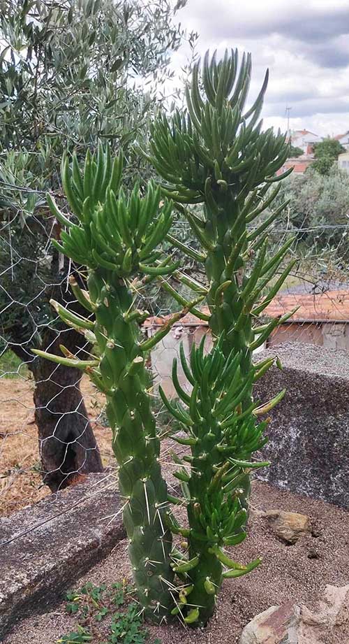 Opuntia Subulata